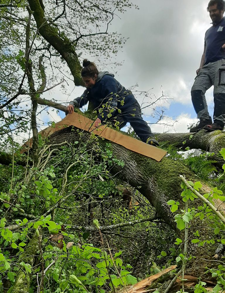 Recherche des bois tords à l'aide des gabarits réalisés à l'échelle 1/1.